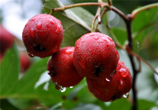 吃山楂有什么好處 山楂具有養(yǎng)顏瘦身