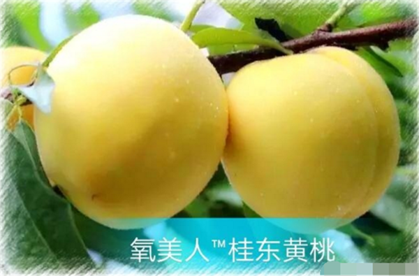 黃桃什么季節成熟(7月中旬) 各品種黃桃成熟時期