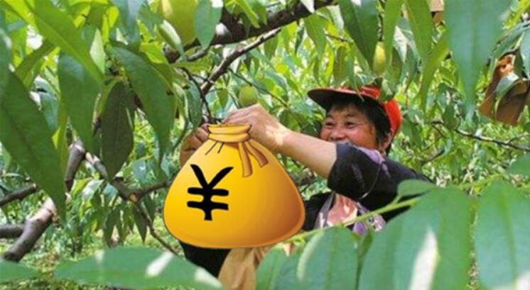黃桃為什么市面沒有，黃桃是易爛水果儲(chǔ)存困難