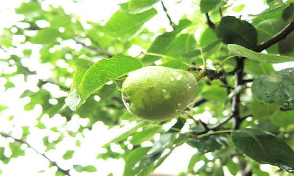 梨子幾月份熟，梨子的成熟季節(jié)（7-8月份）