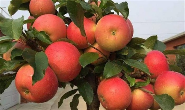 紅肉蘋果圖片 全面了解紅肉蘋果 紅肉蘋果您見過嗎