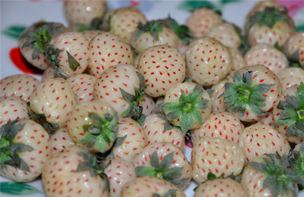 菠蘿莓多少錢一斤 2018菠蘿莓價格是多少