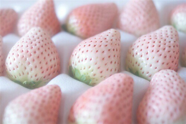菠蘿莓多少錢一斤 2018菠蘿莓價格是多少