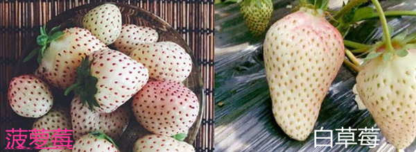 菠蘿莓圖片 菠蘿莓種植圖片 菠蘿莓不是白草莓
