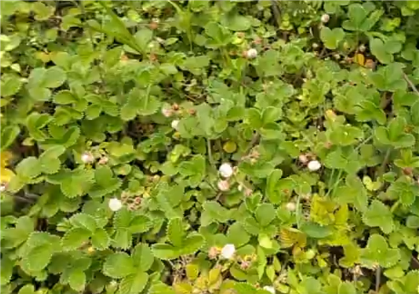 菠蘿莓圖片 菠蘿莓種植圖片 菠蘿莓不是白草莓