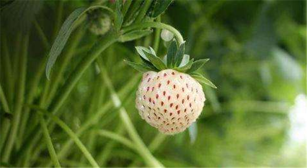 菠蘿莓圖片 菠蘿莓種植圖片 菠蘿莓不是白草莓