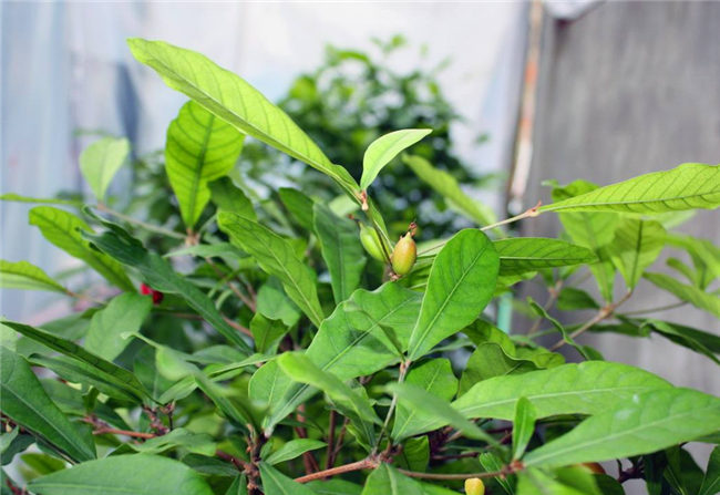 神秘果葉子怎樣泡茶 神秘果葉子純天然的健康