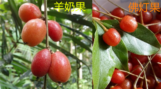 佛燈果和羊奶果的區(qū)別，羊奶果營養(yǎng)價(jià)值更高