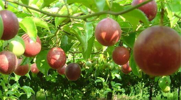 雞蛋果圖片大圖大全 雞蛋果樹圖片 雞蛋果樹圖片大全