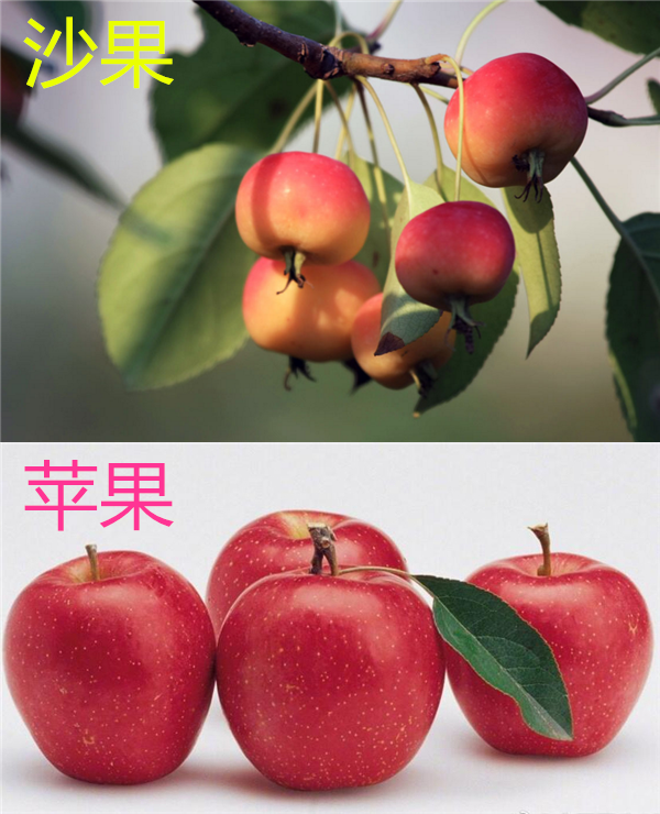 沙果是蘋果嗎,沙果被稱為野蘋果但不是蘋果