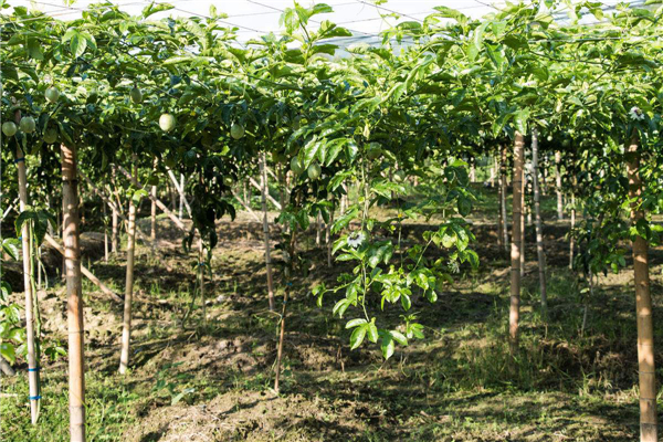 雞蛋果樹種植方法 雞蛋果樹種植注意事項(xiàng)
