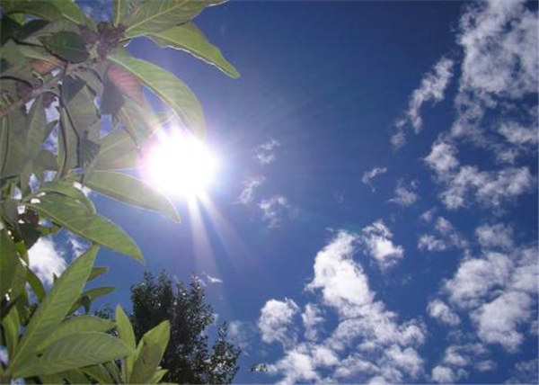 雞蛋果樹種植方法 雞蛋果樹種植注意事項(xiàng)