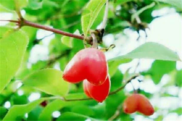 杈杷果怎么種植?杈杷果盆栽種植技術(shù)(注意事項(xiàng))