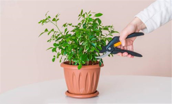 杈杷果怎么種植?杈杷果盆栽種植技術(shù)(注意事項(xiàng))