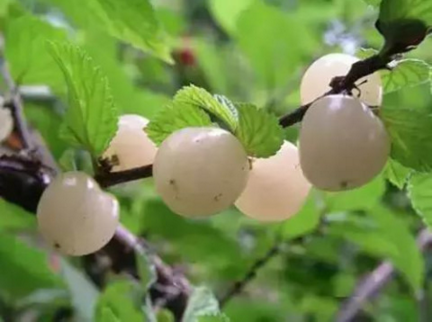 杈杷果圖片 杈杷果樹圖片 杈杷果種植圖片