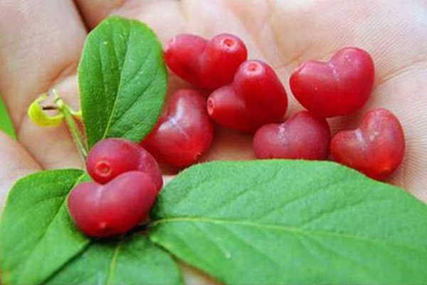 杈杷果圖片 杈杷果樹圖片 杈杷果種植圖片