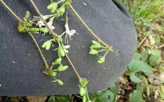 杈杷果圖片 杈杷果樹圖片 杈杷果種植圖片