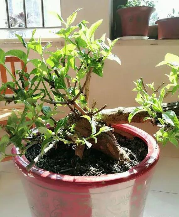 杈杷果圖片 杈杷果樹圖片 杈杷果種植圖片