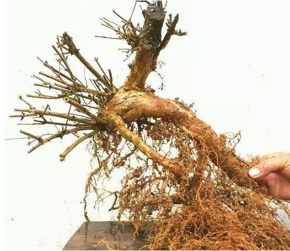 杈杷果圖片 杈杷果樹圖片 杈杷果種植圖片