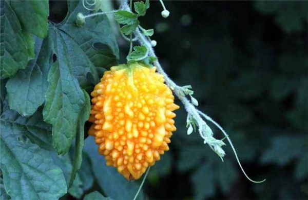 金鈴子是動(dòng)物嗎 金鈴子有哪些神奇功效