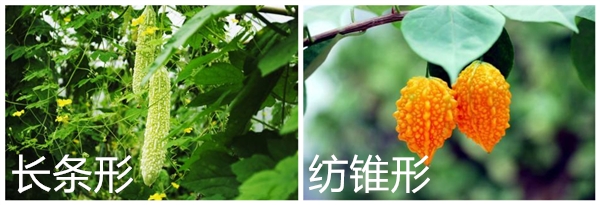  癩葡萄多少錢一斤 癩葡萄一般12元/斤
