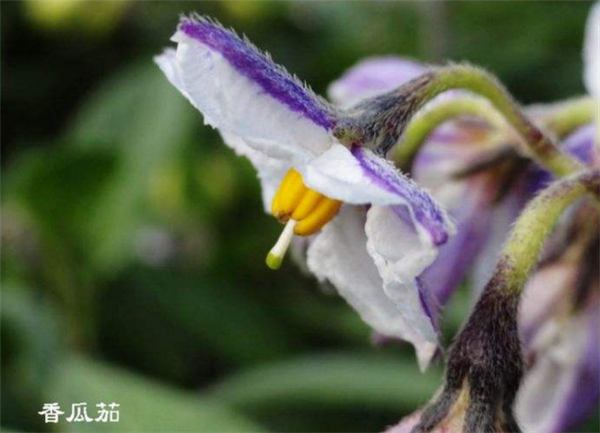 香瓜茄圖片 香瓜茄苗圖片 香瓜茄圖片大全
