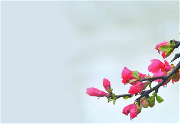 海棠果圖片 海棠果圖片大全 海棠果可以吃嗎