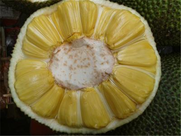 菠蘿蜜圖片 菠蘿蜜圖片大全 什么是菠蘿蜜
