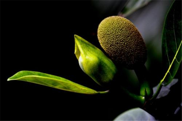 菠蘿蜜圖片 菠蘿蜜圖片大全 什么是菠蘿蜜