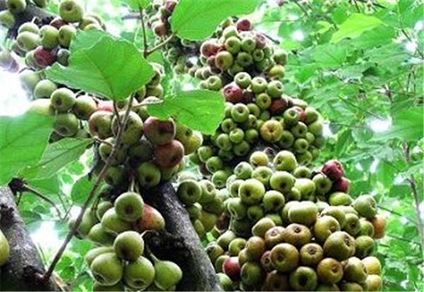 牛奶果圖片 牛奶果圖片大全 什么是牛奶果