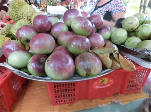 牛奶果圖片 牛奶果圖片大全 什么是牛奶果