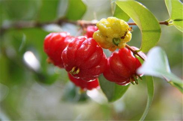 巴西紅果圖片 巴西紅果圖片大全 巴西紅果的功效與作用