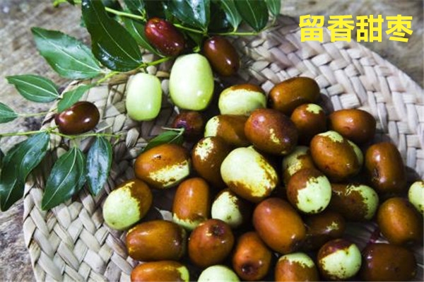 青棗圖片 青棗樹圖片 目前最好的大青棗品種