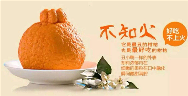 丑橘多少錢一斤 丑橘的價(jià)格是多少