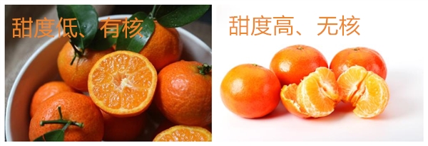 金秋砂糖桔的缺點 金秋砂糖桔和普通砂糖桔的區別