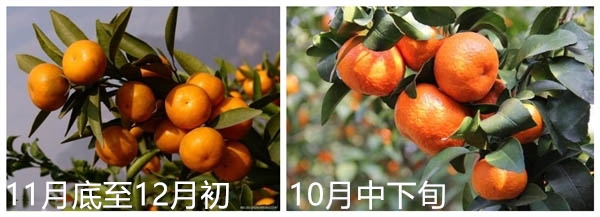 金秋砂糖桔的缺點 金秋砂糖桔和普通砂糖桔的區別