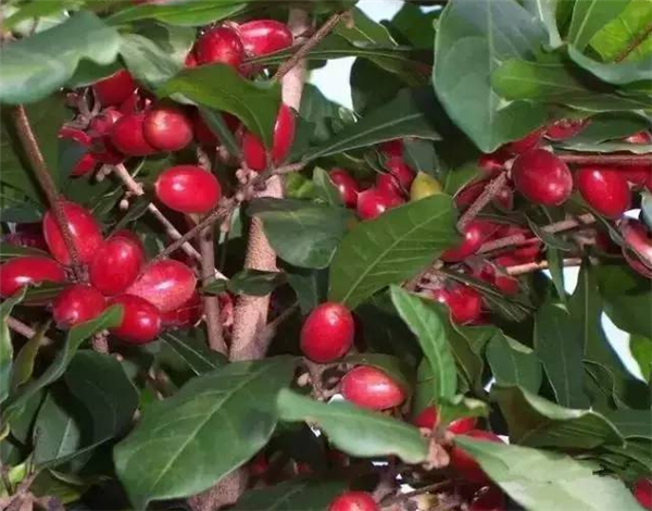 神秘果種植條件,選園地控溫濕很重要