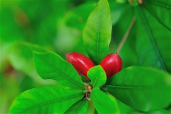 神秘果葉子需要曬干嗎 神秘果葉泡茶的功效作用