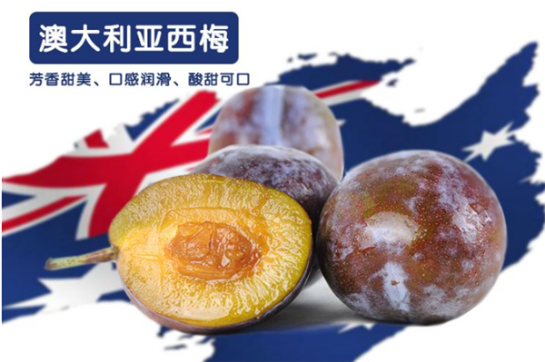 澳洲西梅什么季節成熟 澳洲西梅初登中國于3月份