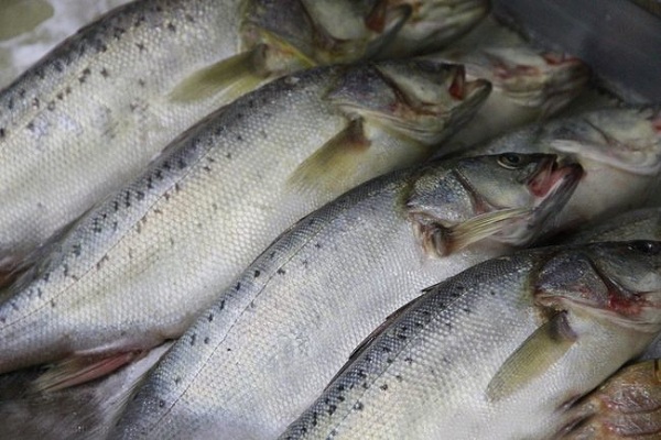 三文魚(yú)價(jià)格多少錢(qián)一斤，超市最高賣(mài)到180元一斤