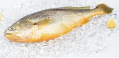 黃魚多少錢一斤，不同品種的黃魚價格都不等