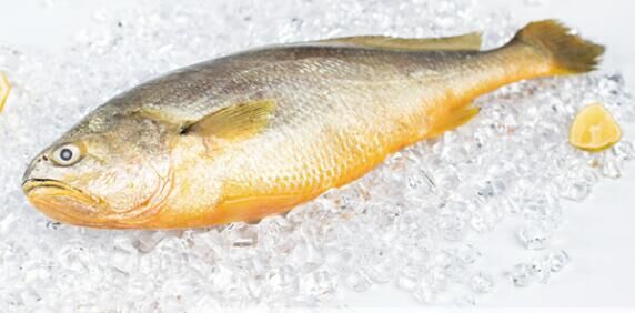 黃魚多少錢一斤,不同品種的黃魚價格都不等