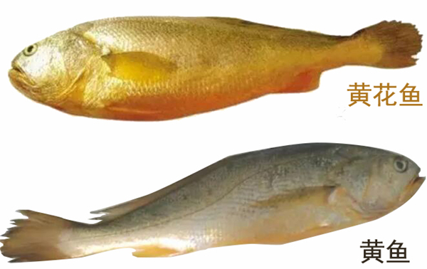 大黃魚和黃花魚的區別