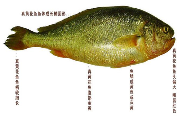 黃魚圖片 黃魚圖片大全 如何識別黃