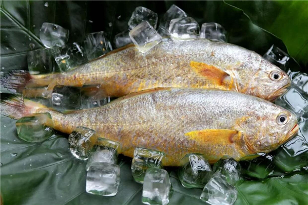 黃魚圖片 黃魚圖片大全 如何識別黃魚