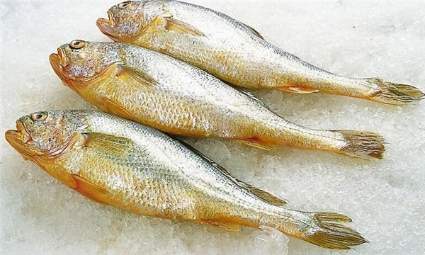 怎么挑選大黃魚,區分海魚與養殖魚的三要素