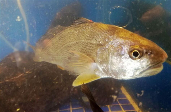 怎么挑選大黃魚，區分海魚與養殖魚的三要素