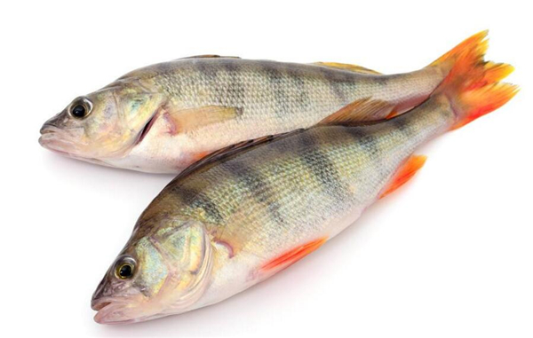 鱸魚是海魚還是淡水魚，鱸魚既有淡水魚也有海魚