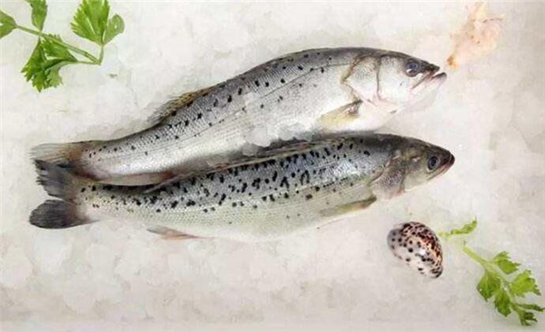 鱸魚是海魚還是淡水魚，鱸魚既有淡水魚也有海魚