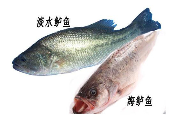 鱸魚多少錢一斤，2019年鱸魚價格預估